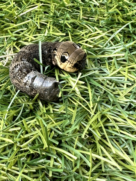 Caterpillar ID anyone?