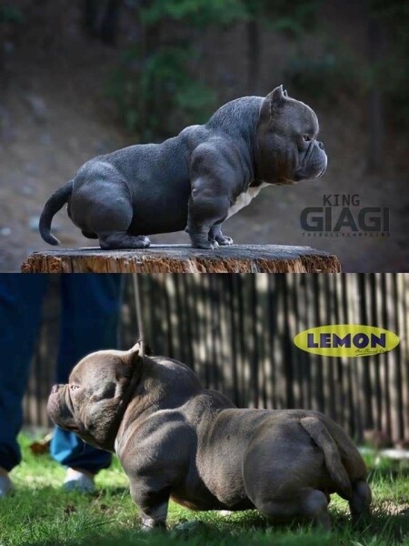 American Bully XL to be banned by end of year