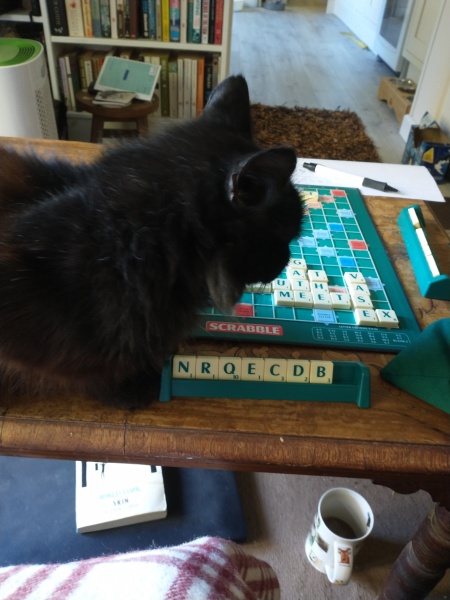 Further Adventures of the Excellent Cats