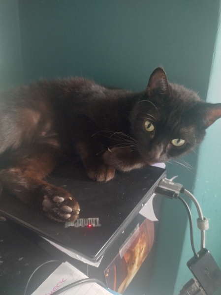 Further Adventures of the Excellent Cats