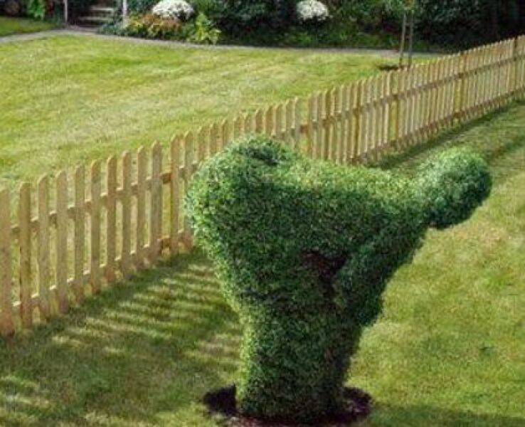 Neighbours Indiana Jones-ing their way into our garden