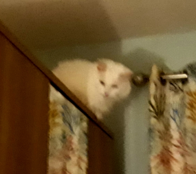 Further Adventures of the Excellent Cats