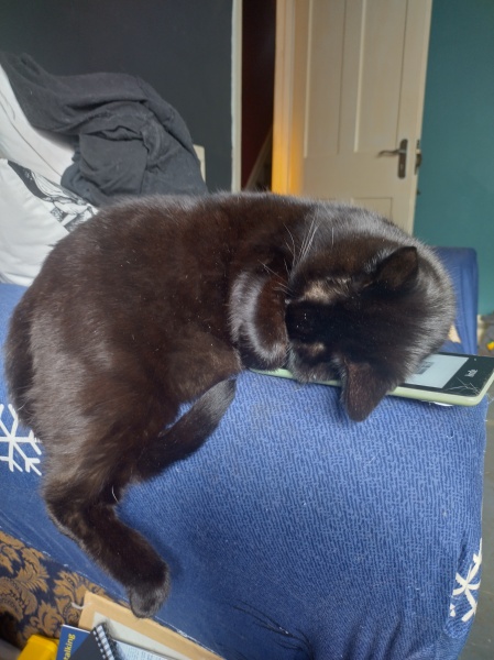 Further Adventures of the Excellent Cats