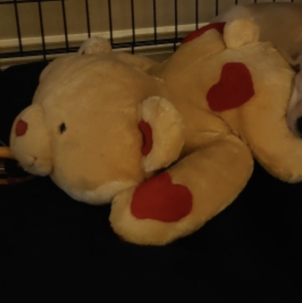 Searching for a bear - can you help?