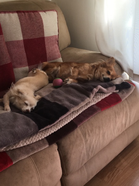 Has anyone decided that dogs aren't allowed on couches now? And succeeded?