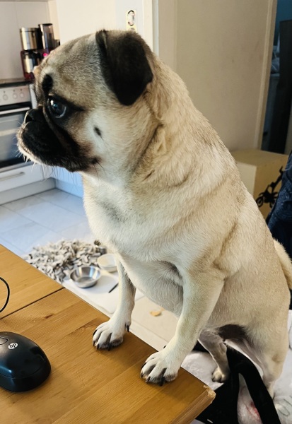 To start a positive dog thread