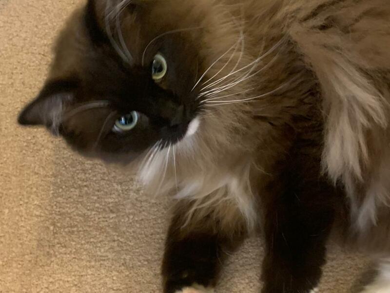 Ragdolls