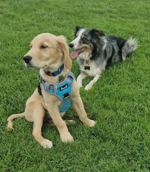 To start a positive dog thread