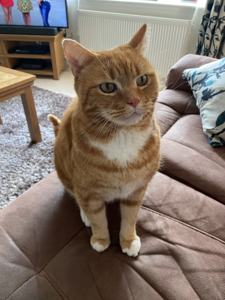 Please can I see your orange cats?