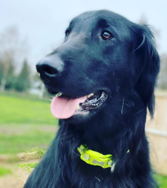 Suggestions for first family dog