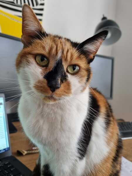A thread for older cats 10+