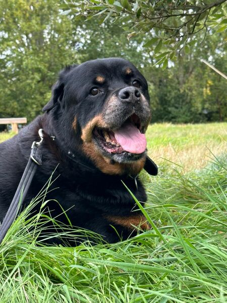 Finally - govt. explore dog ban