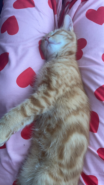 Please can I see your orange cats?