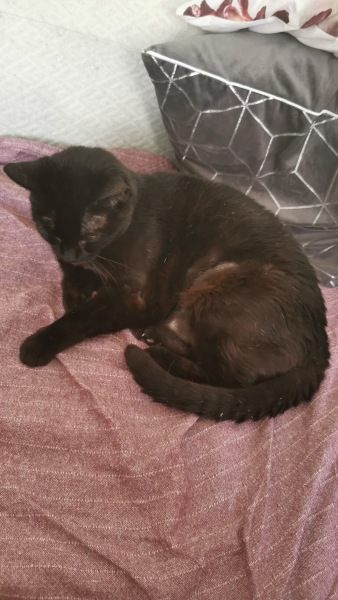 A thread for older cats 10+