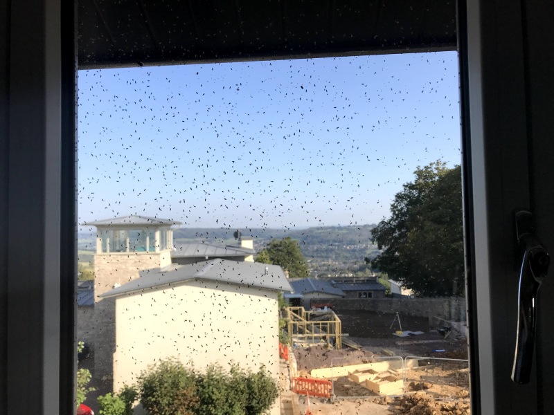 Omg!!! Hundreds of tiny flies in my flat?!!