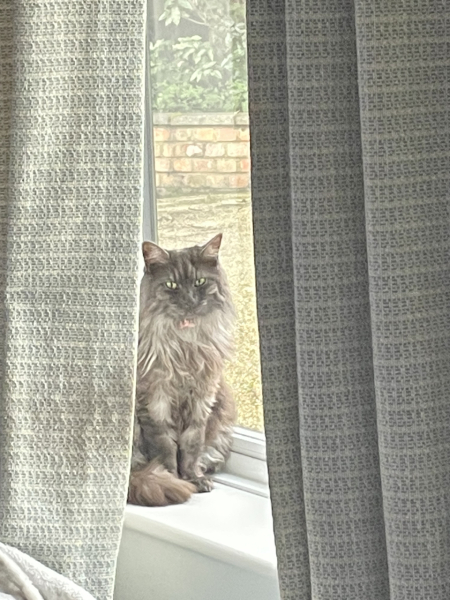 Cement poisoning in cats