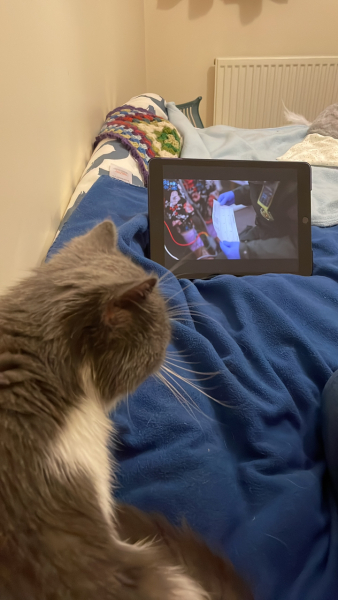 Potential new inmate at Toddler Towers.