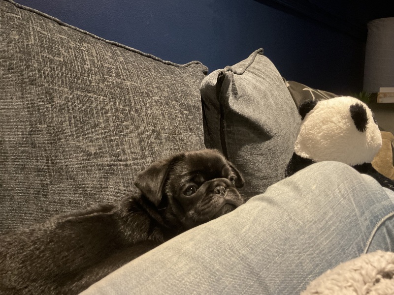 Full pug?