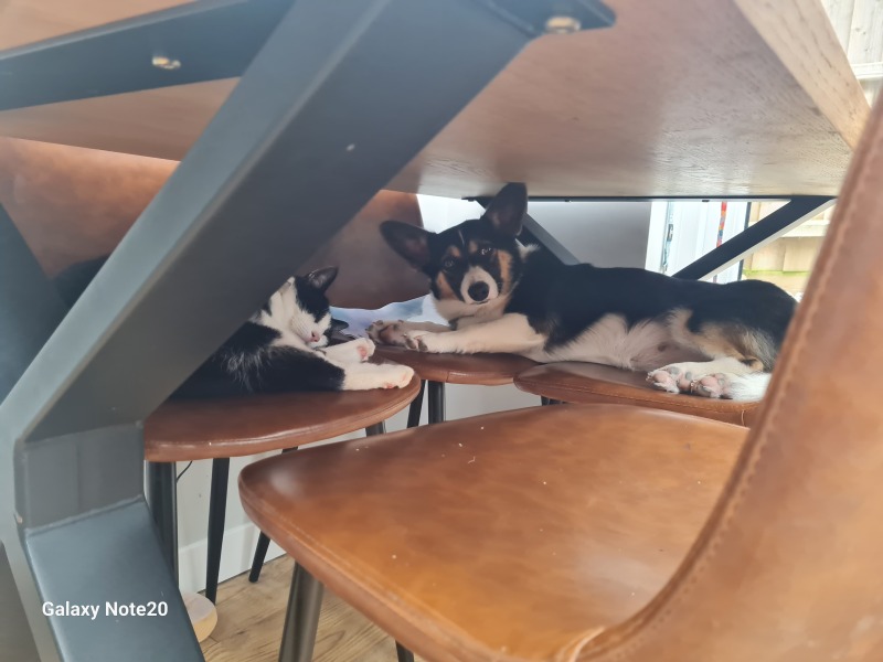 To start a positive dog thread