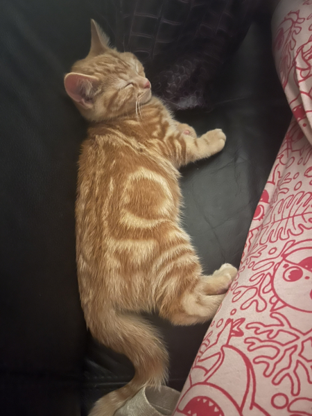 Please can I see your orange cats?