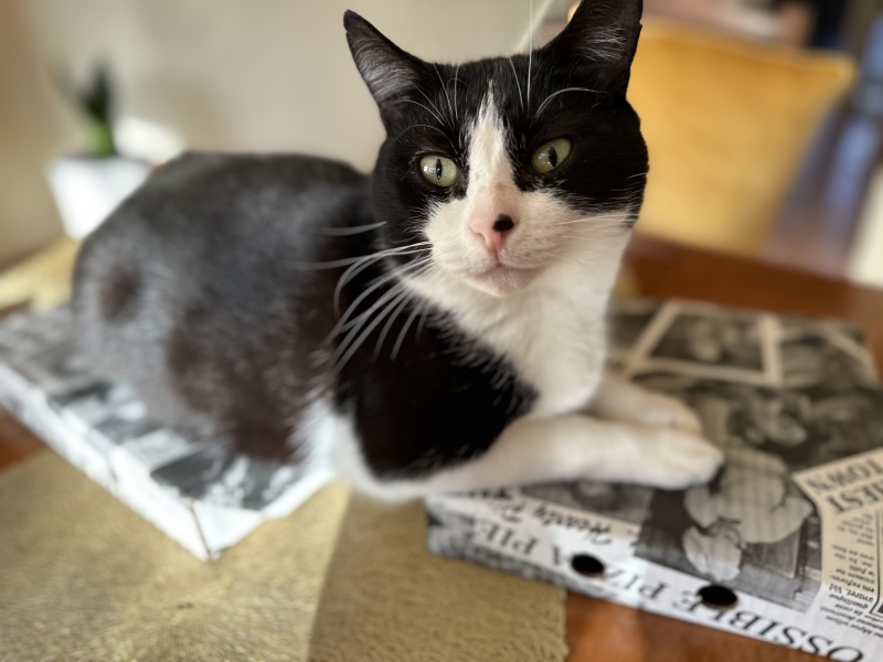 Cat pics to distract me