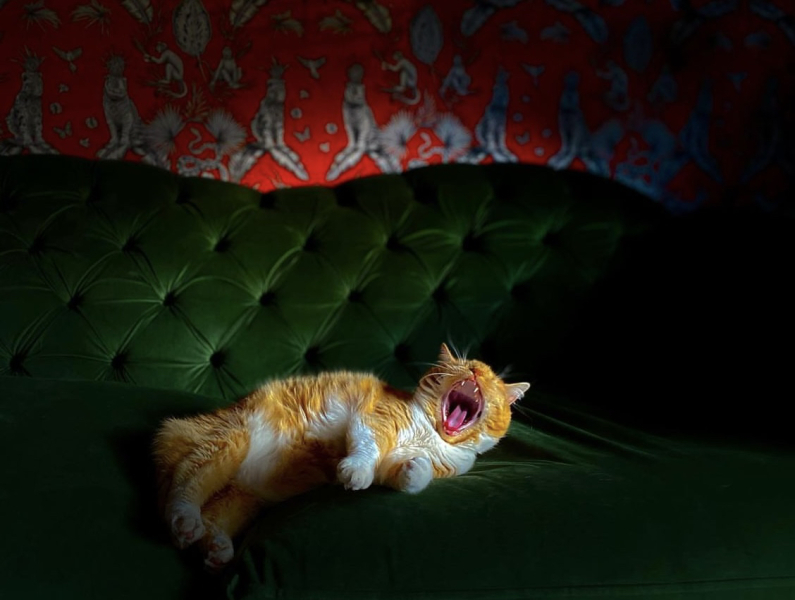 Please can I see your orange cats?