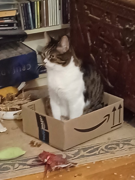 Further Adventures of the Excellent Cats