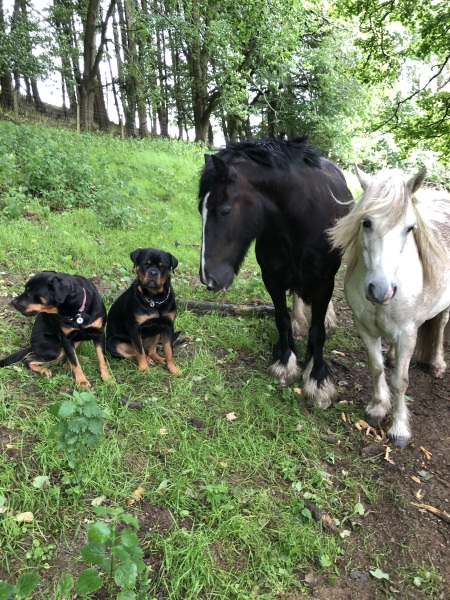 please tell me about your Rottweilers