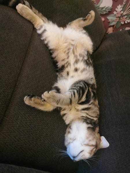 Cat pics to distract me
