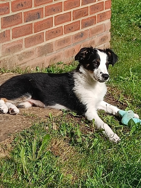 Puppy survival thread part 2