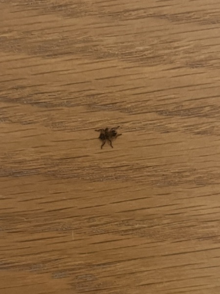 Eek what is this? Spider? Something else