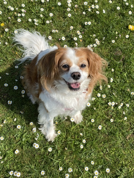 Let’s see your Bichon Frisées