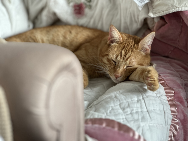 Please can I see your orange cats?