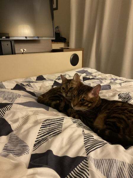 How have cats improved your life?