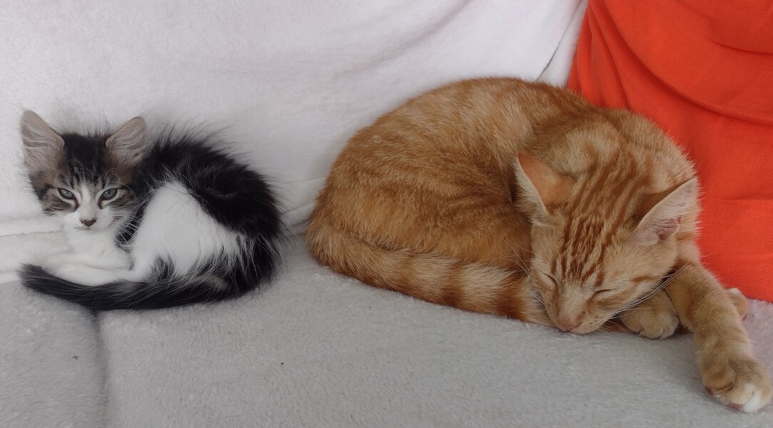 Please can I see your orange cats?