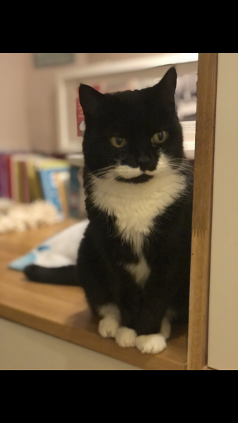 A thread for older cats 10+