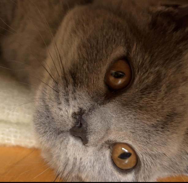 Odd scab next to my kittens nose