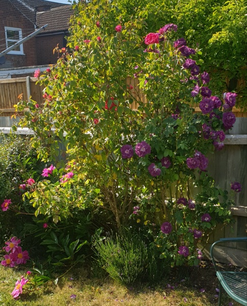 Roses