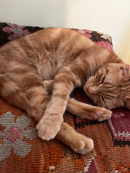 Please can I see your orange cats?