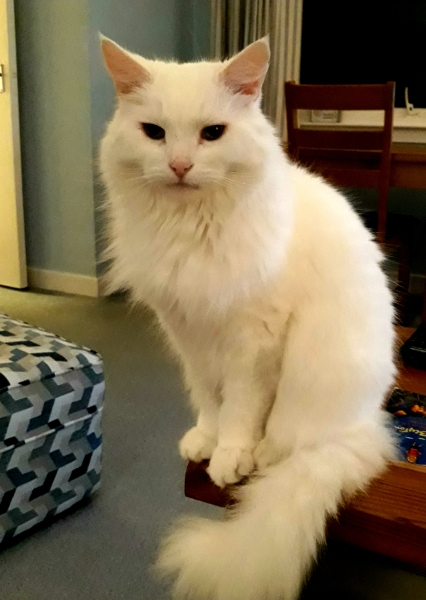 Further Adventures of the Excellent Cats