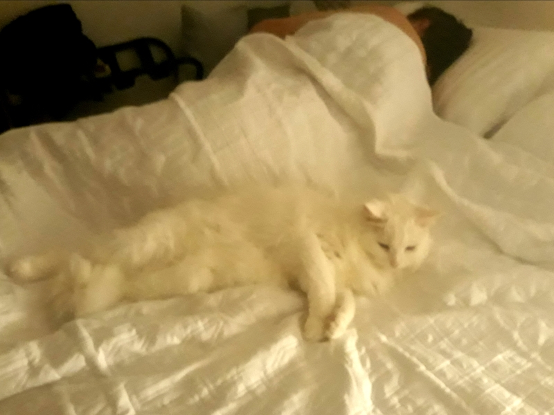 Further Adventures of the Excellent Cats