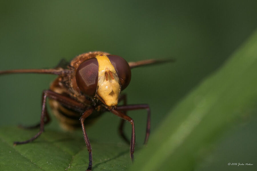 What on earth is this bad boy (with photo)?