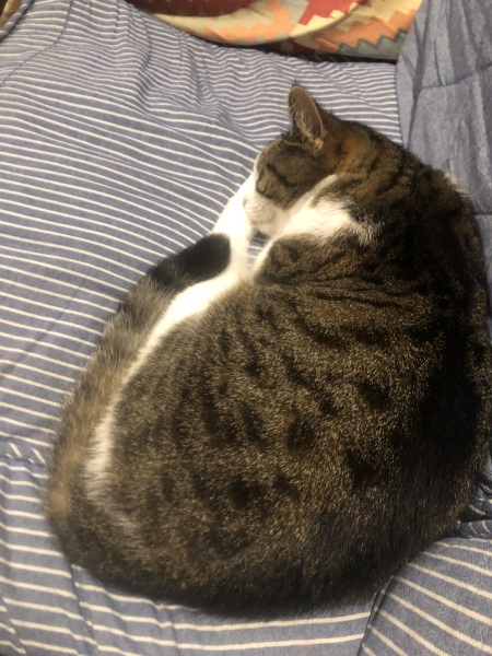 Cat allergic to fleas?