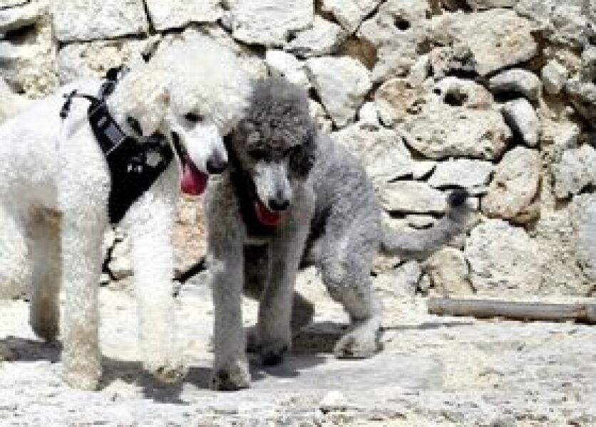 Another dog attack, man killed, can this just go on?