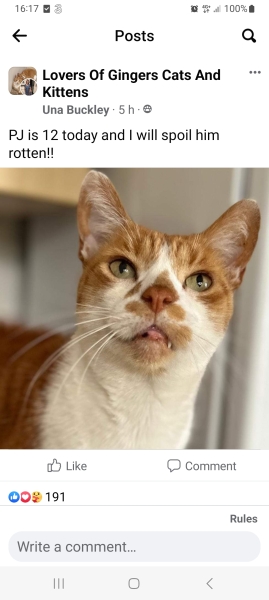 Please can I see your orange cats?