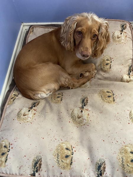 Spaniel impossible after a walk