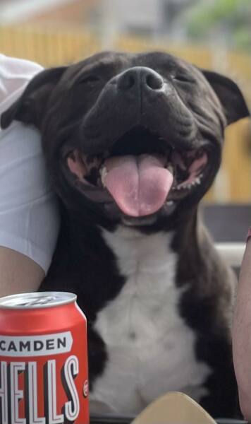 To start a positive dog thread