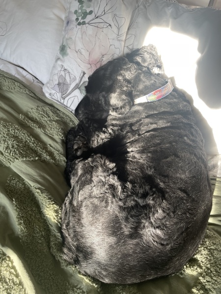 To start a positive dog thread