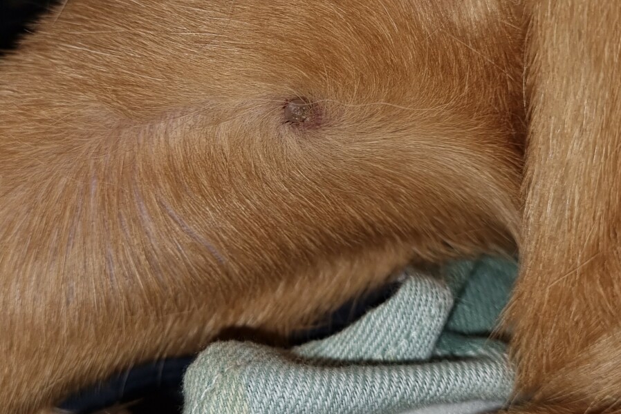 Is this a tick?
