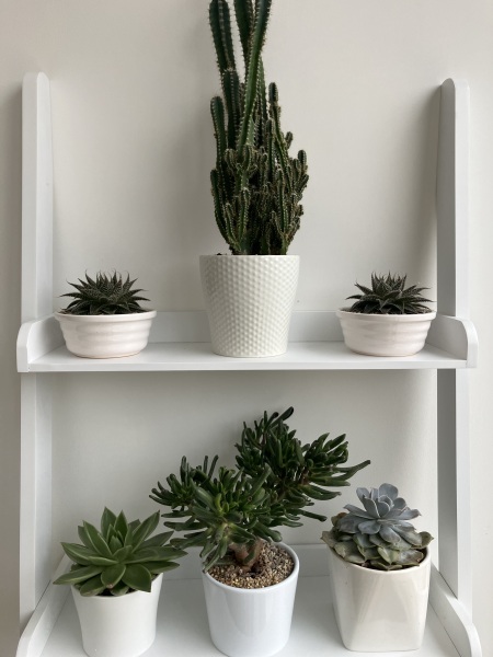 Troublesome succulent